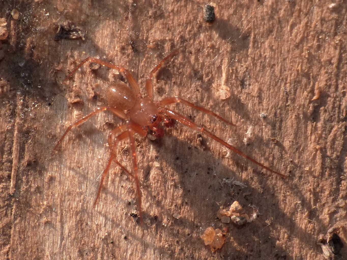 Maschio di Nesticus sp. - Torrimpietra (RM)